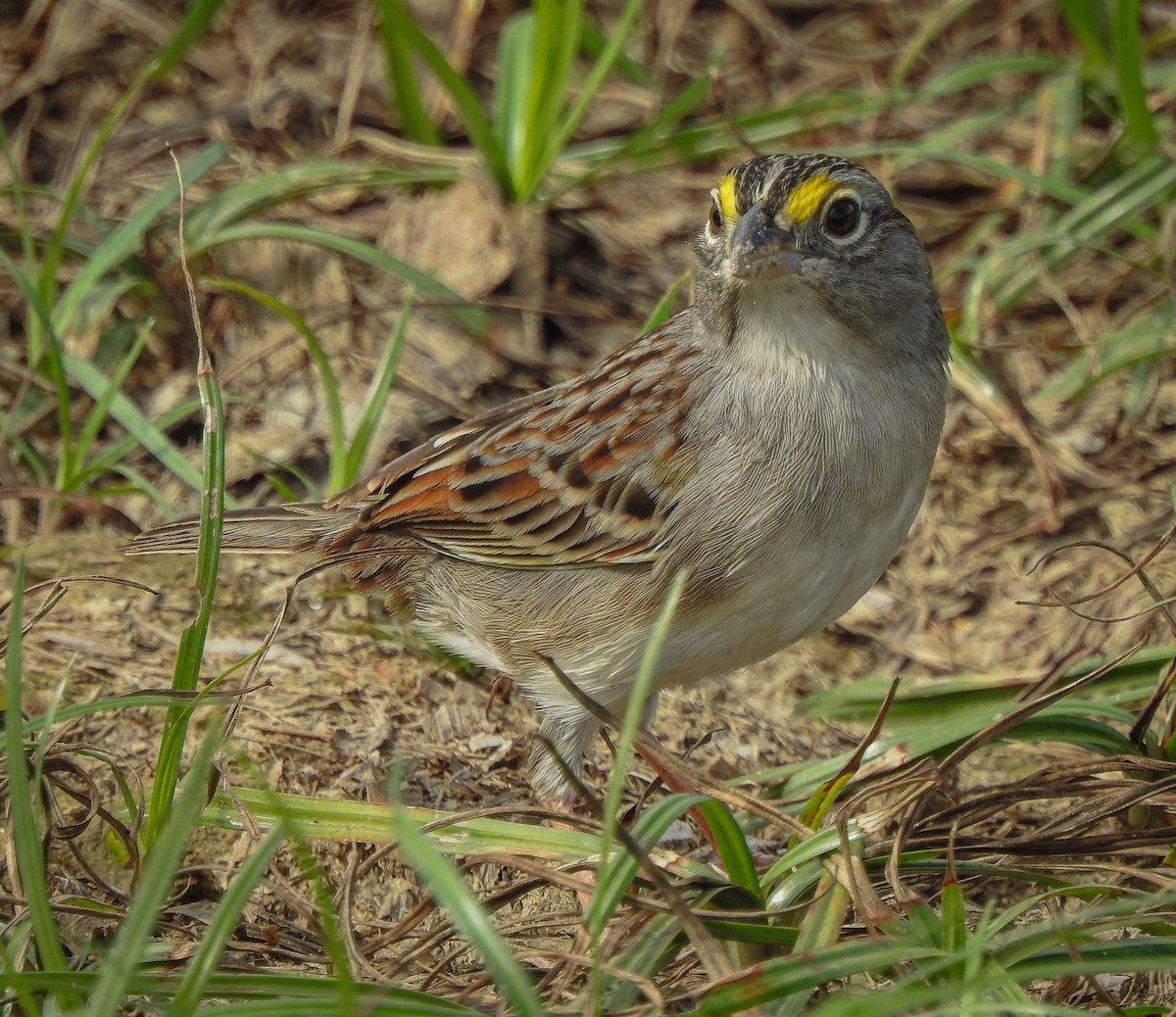 Grassland Sparrow - ML619187099