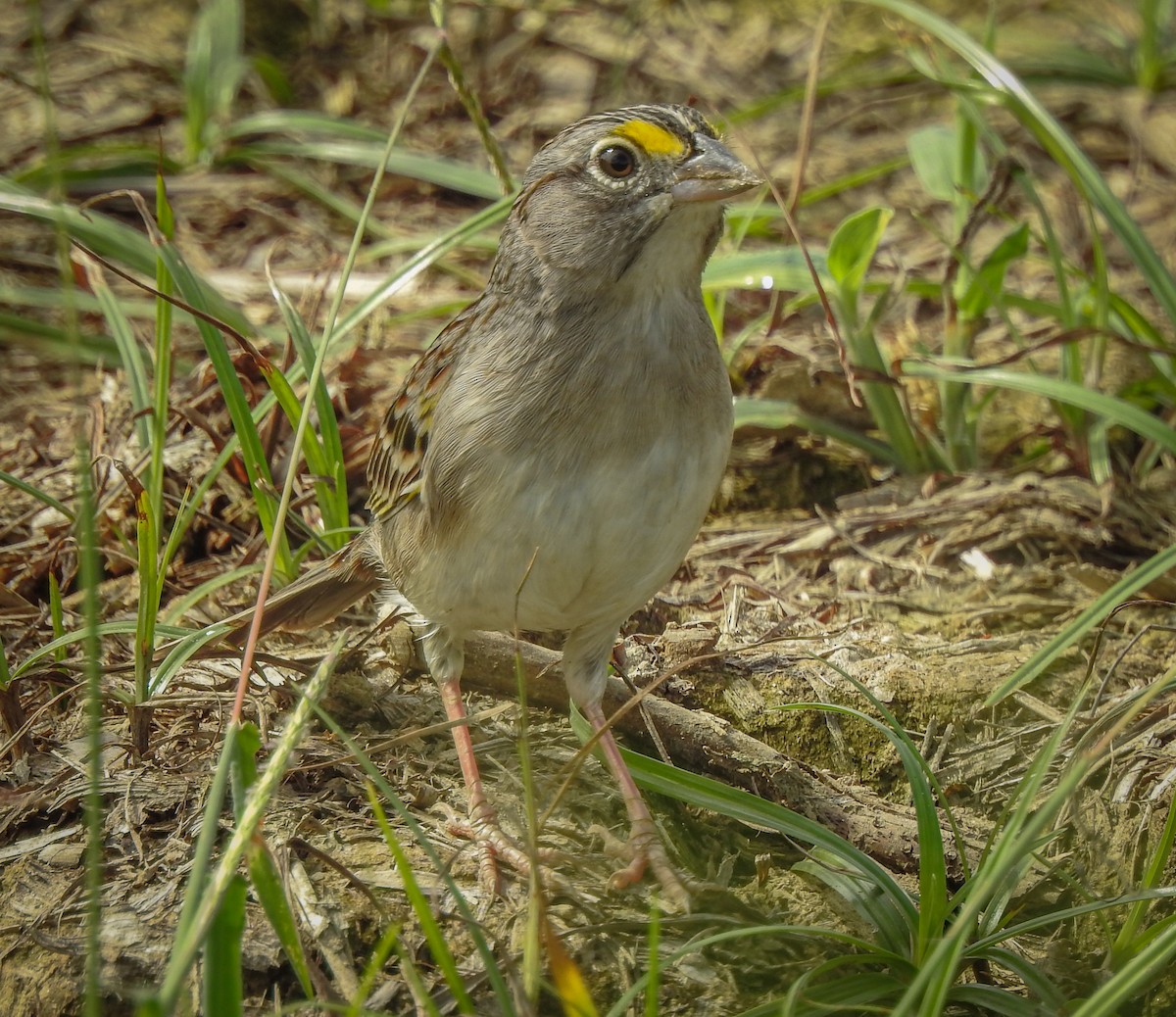 Grassland Sparrow - ML619187101