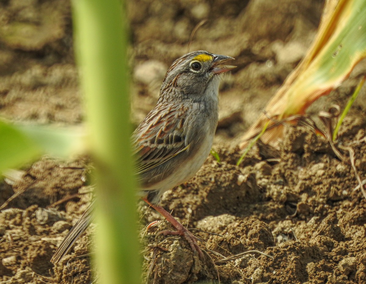 Grassland Sparrow - ML619187102