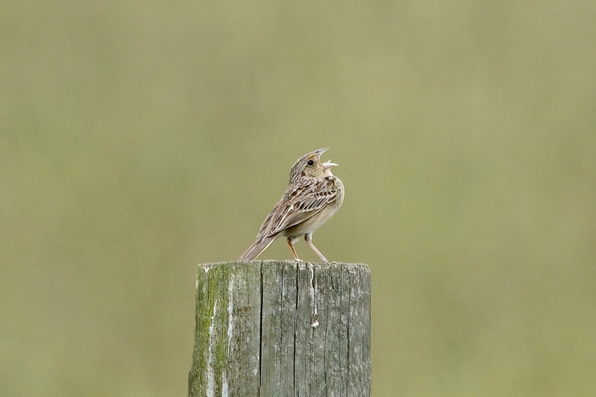 Grasshopper Sparrow - ML619187109