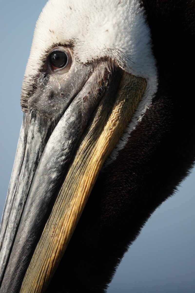 pelikán hnědý - ML619187145