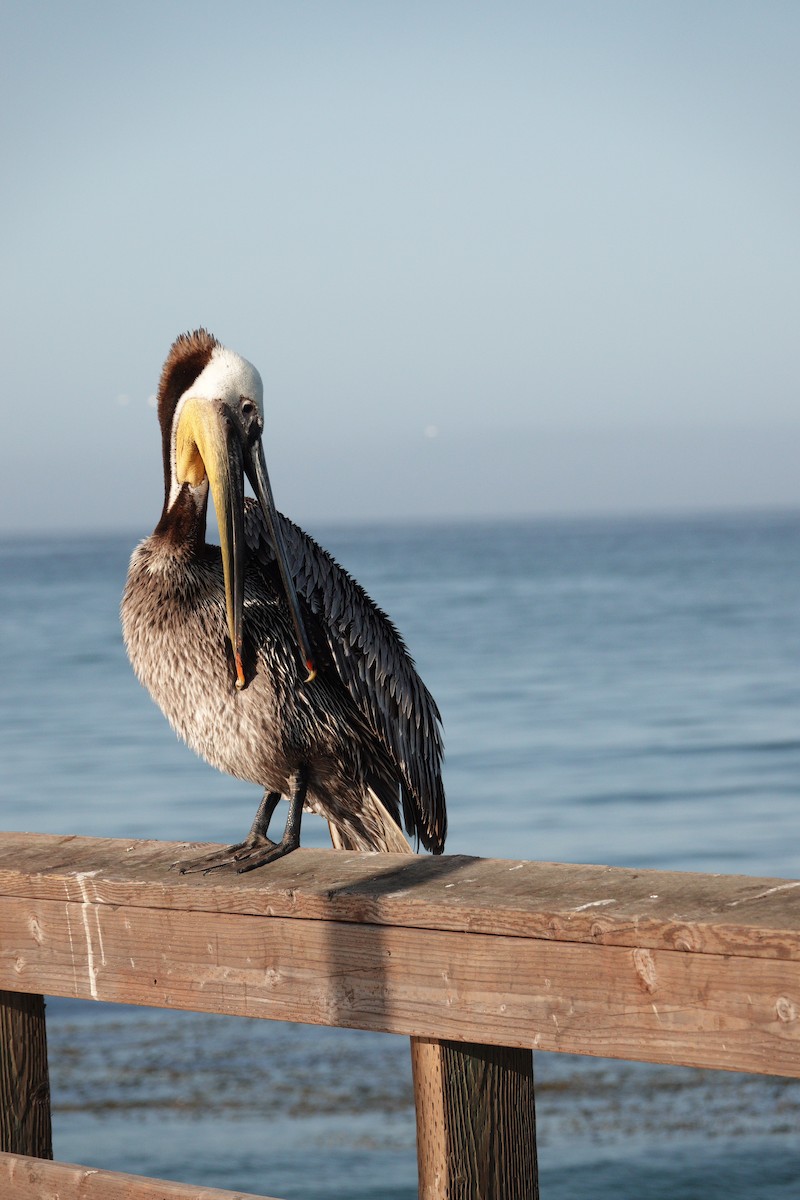 pelikán hnědý - ML619187158