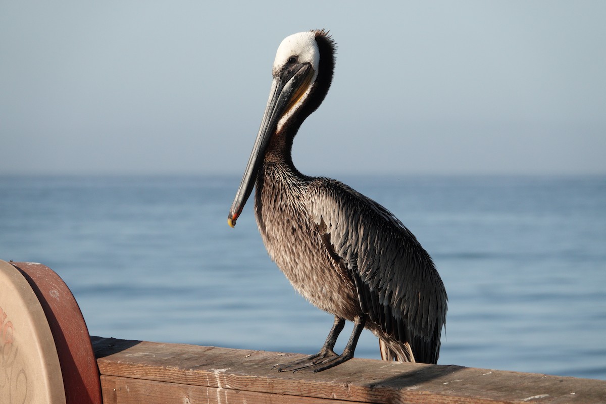 pelikán hnědý - ML619187161