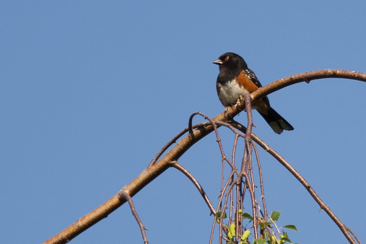 Spotted Towhee - ML619187269