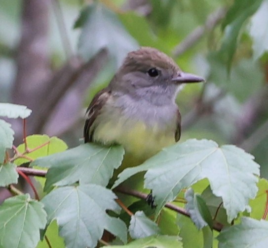 Great Crested Flycatcher - ML619187286