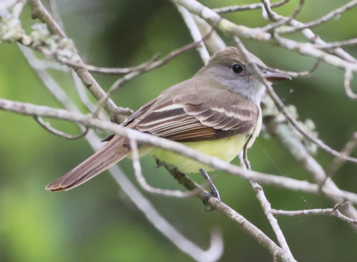 Great Crested Flycatcher - ML619187289