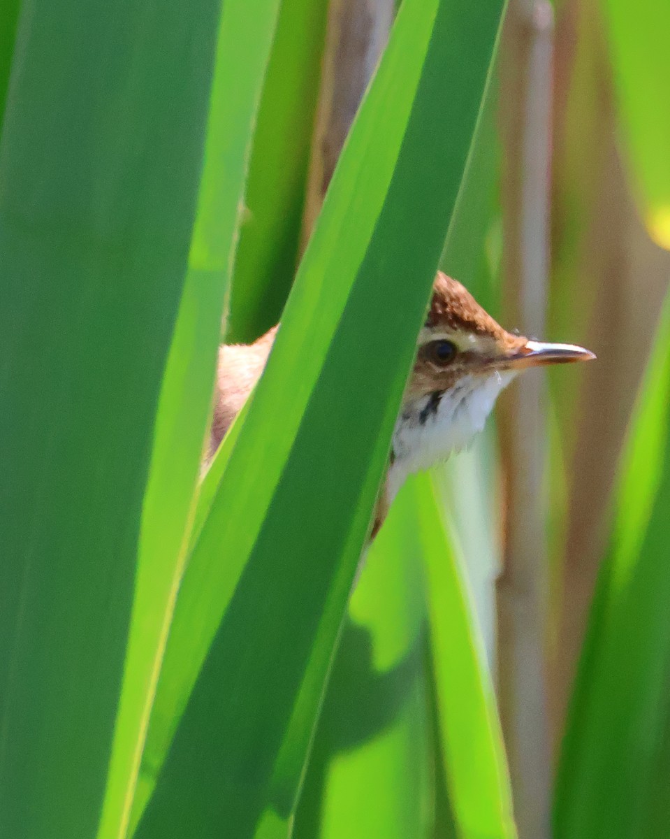 Common Reed Warbler - ML619187329