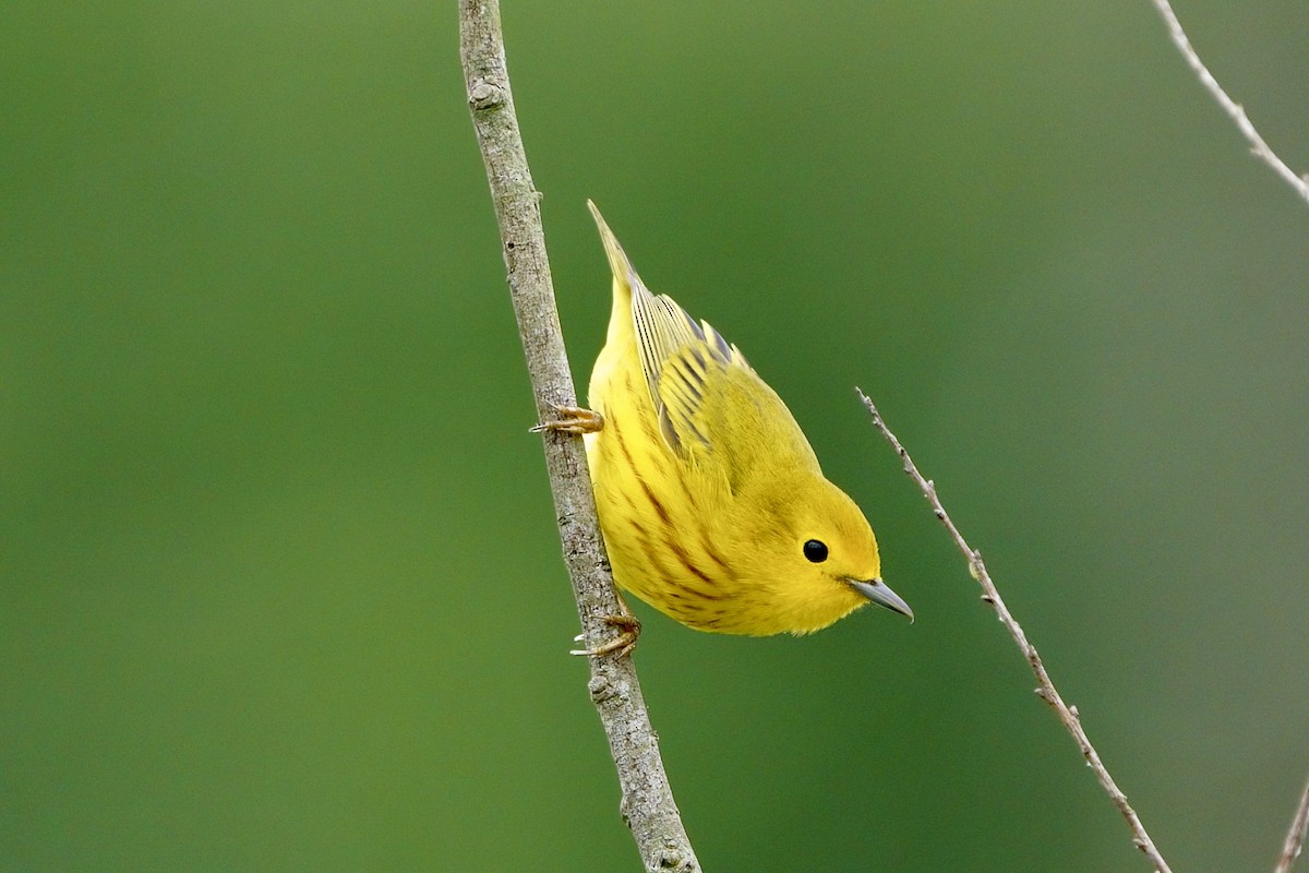Yellow Warbler - ML619187334