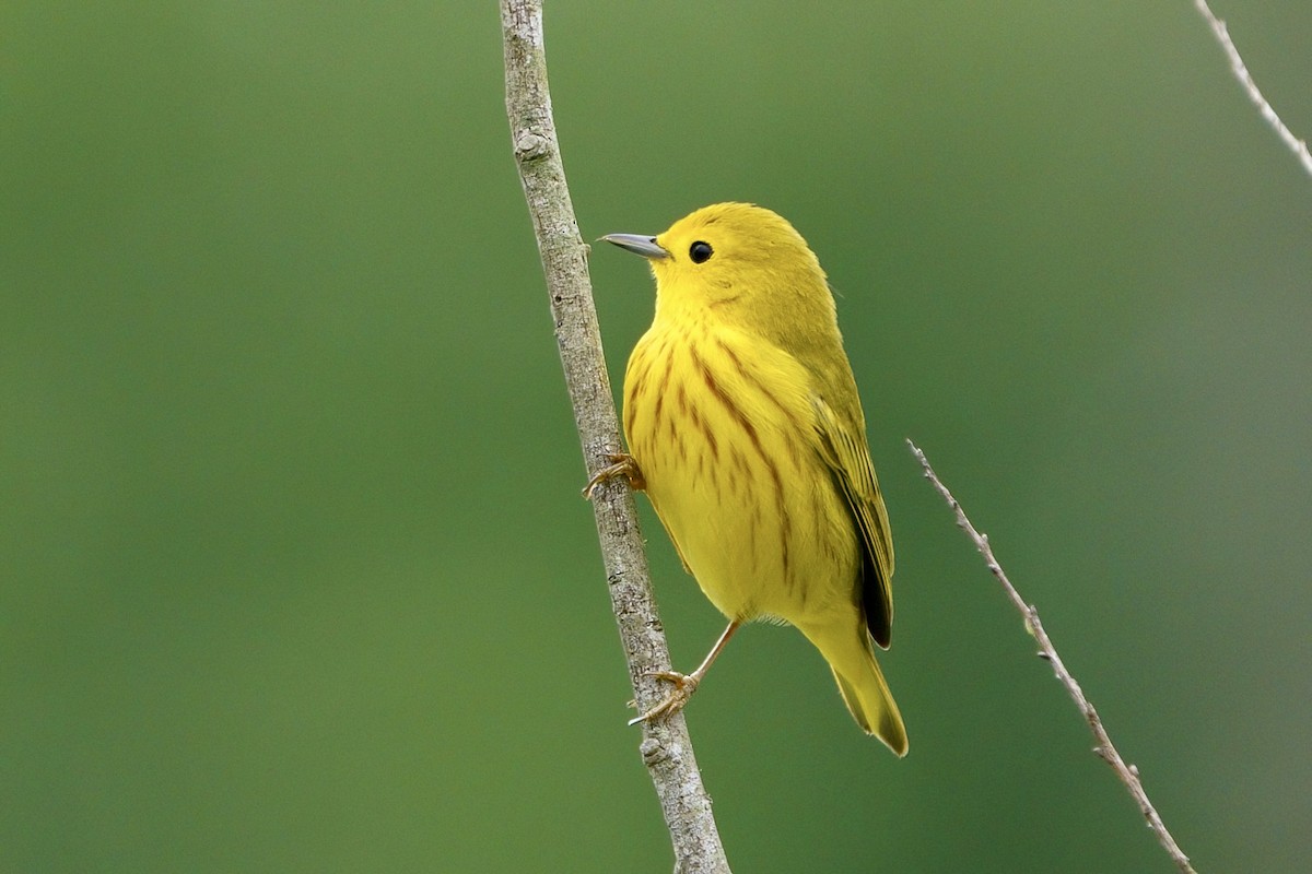 Yellow Warbler - ML619187336