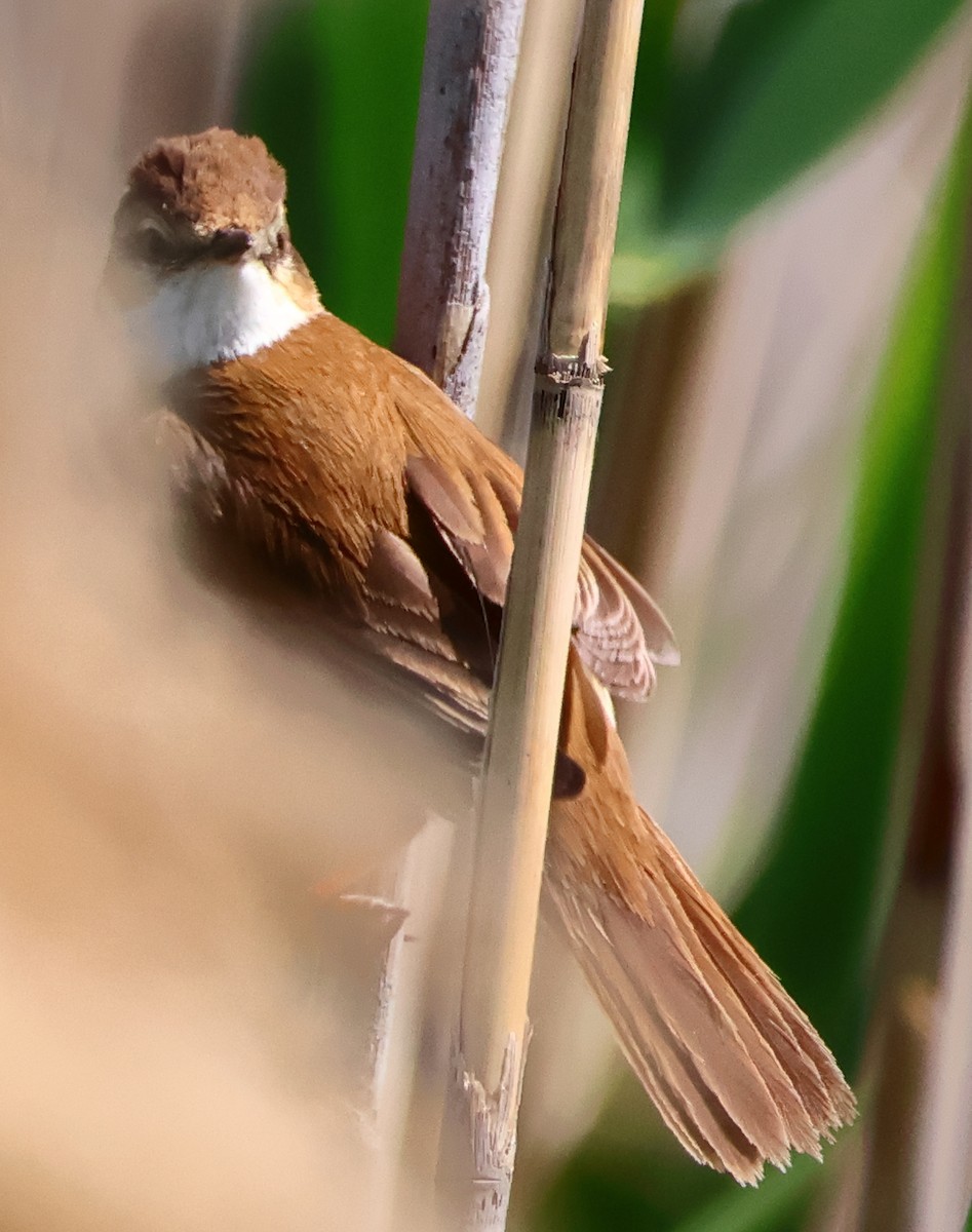 Common Reed Warbler - ML619187346