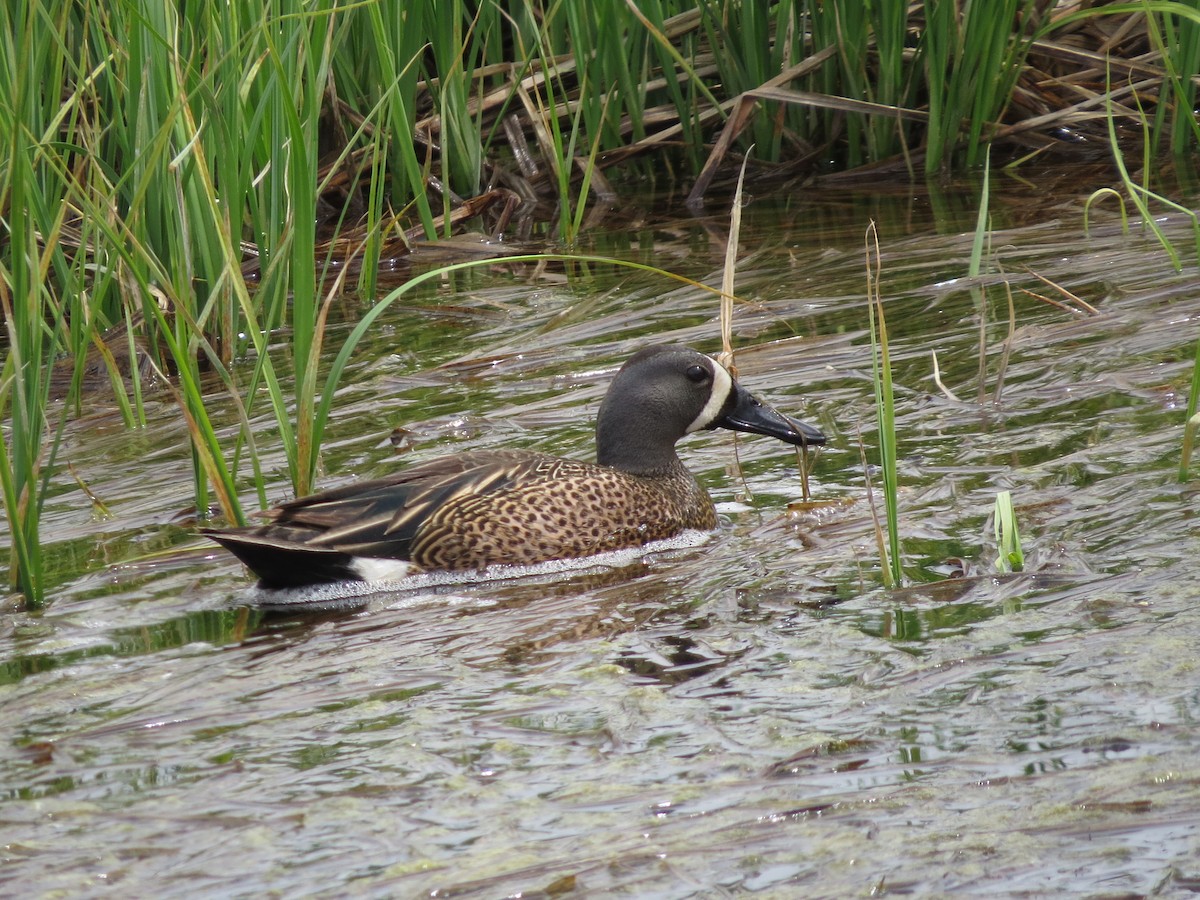 Blue-winged Teal - ML619187358