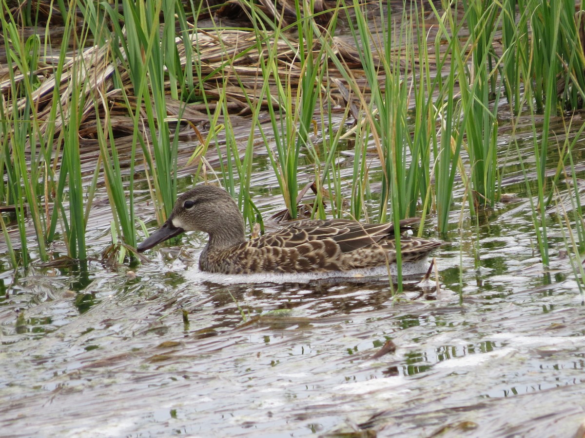 Blue-winged Teal - ML619187359