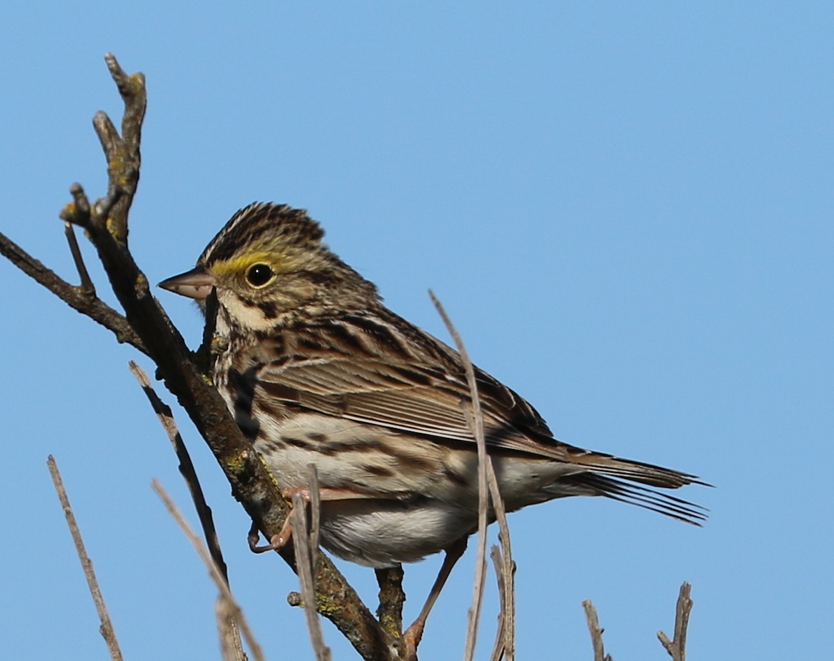 Savannah Sparrow - ML619187385