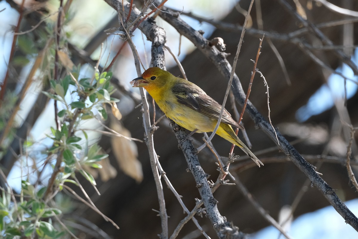 Western Tanager - ML619187386