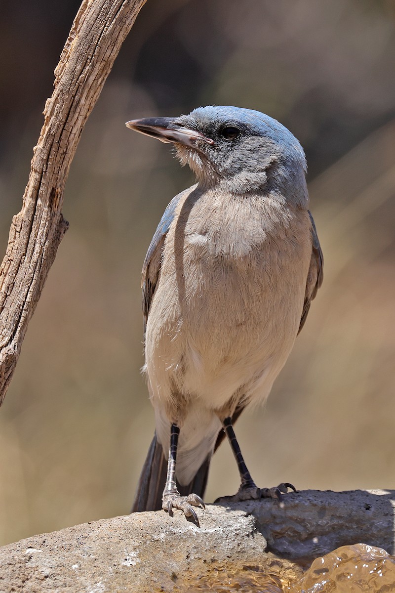 Mexican Jay - ML619187438