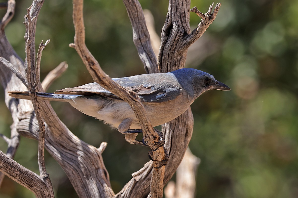 Mexican Jay - ML619187439