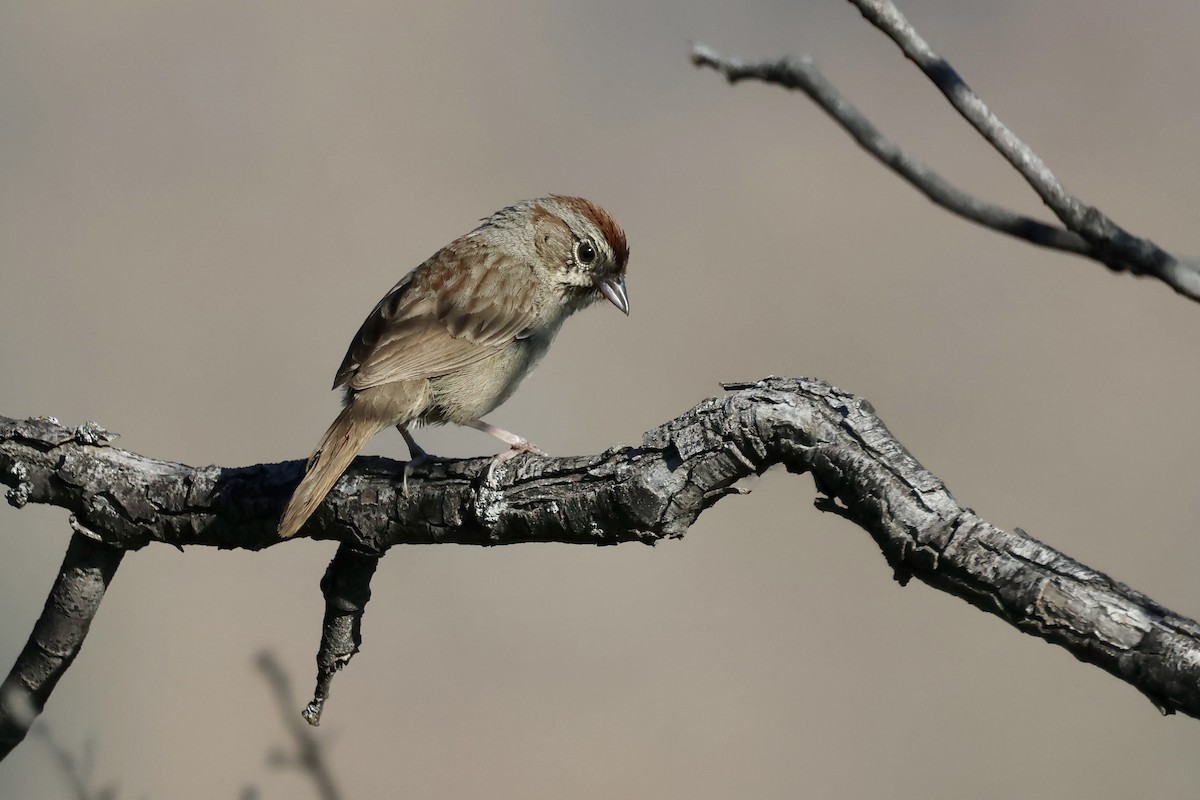 Rufous-crowned Sparrow - ML619187465