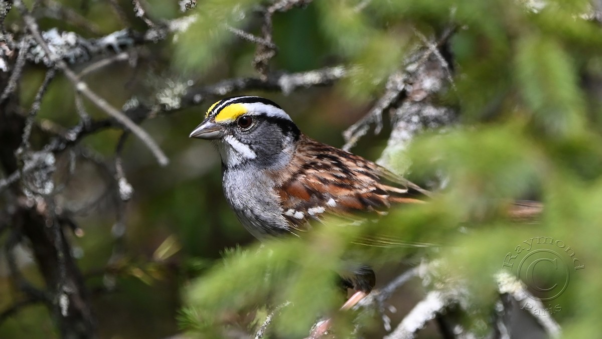 White-throated Sparrow - ML619187475