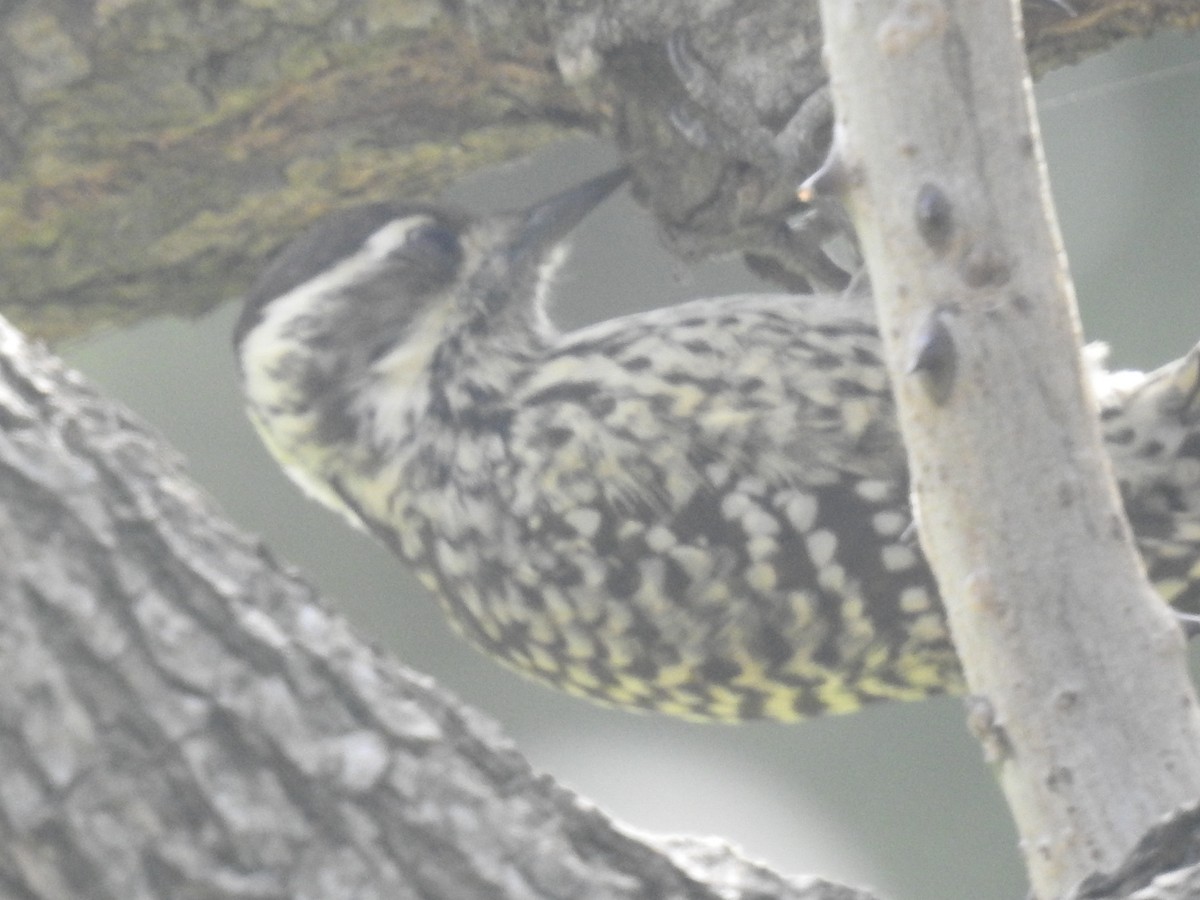 Checkered Woodpecker - ML619187480