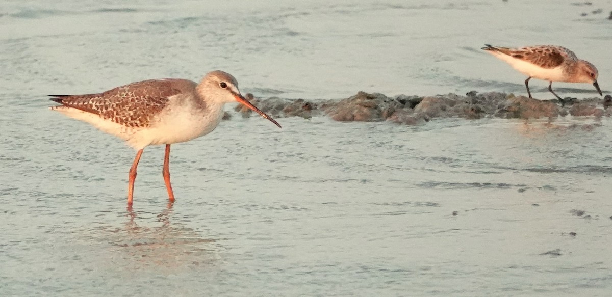 Spotted Redshank - ML619187495