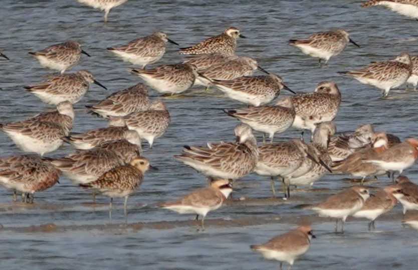 Great Knot - ML619187509