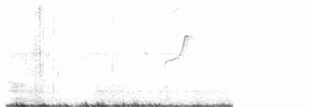 Batı Amerika Sinekkapanı - ML619187528