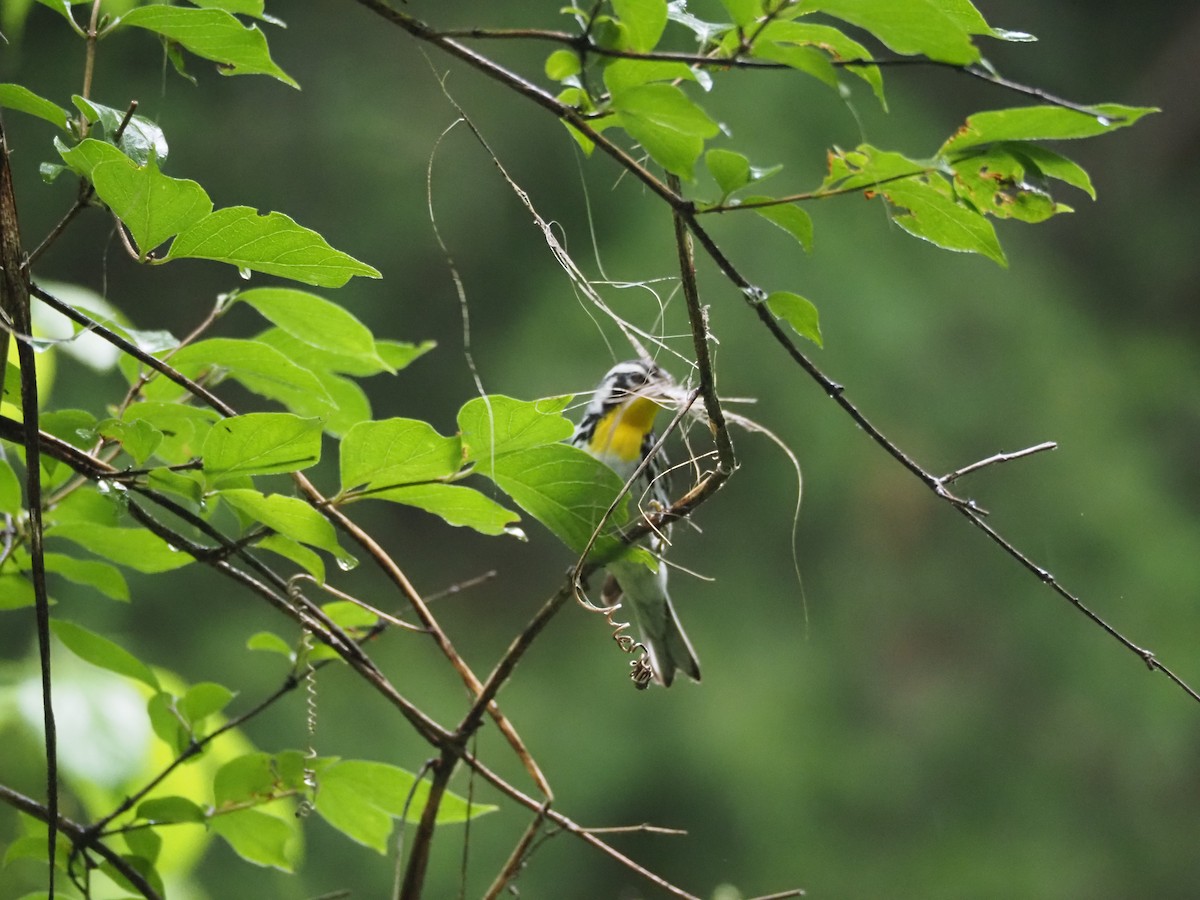 Yellow-throated Warbler - ML619187574