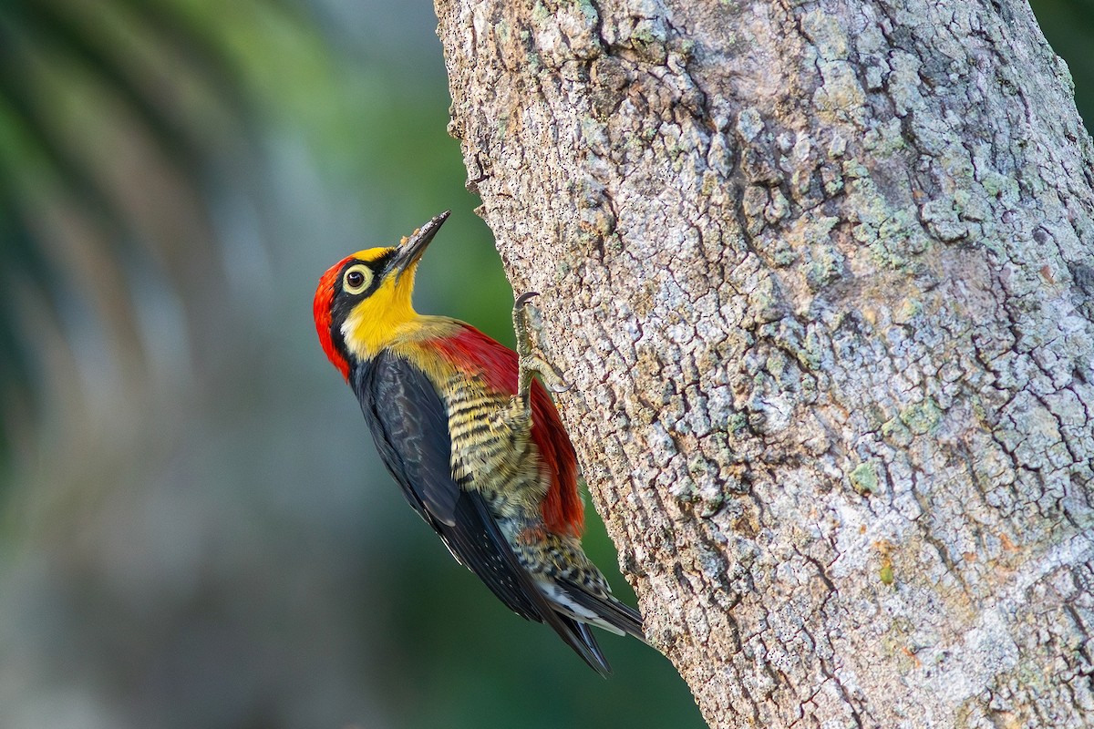 Yellow-fronted Woodpecker - ML619187613