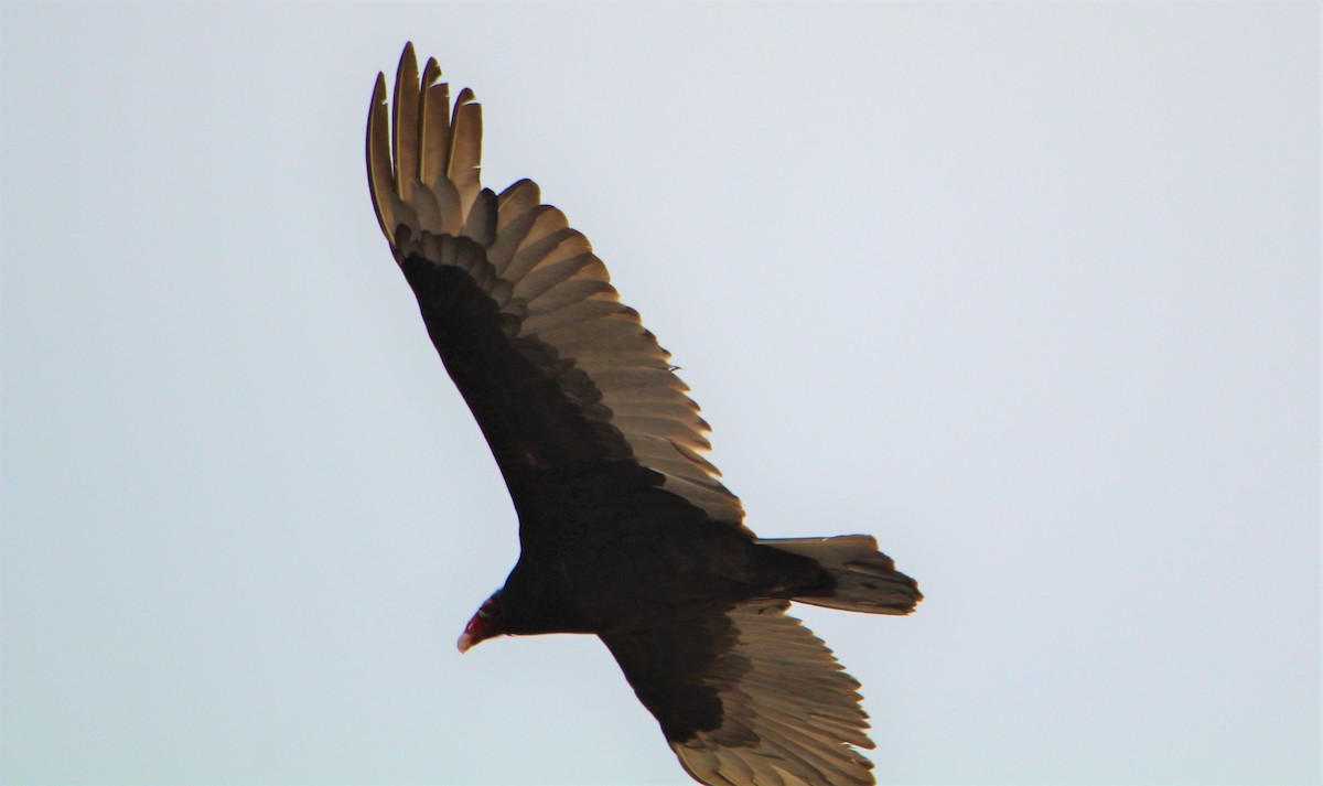Turkey Vulture - ML619187621