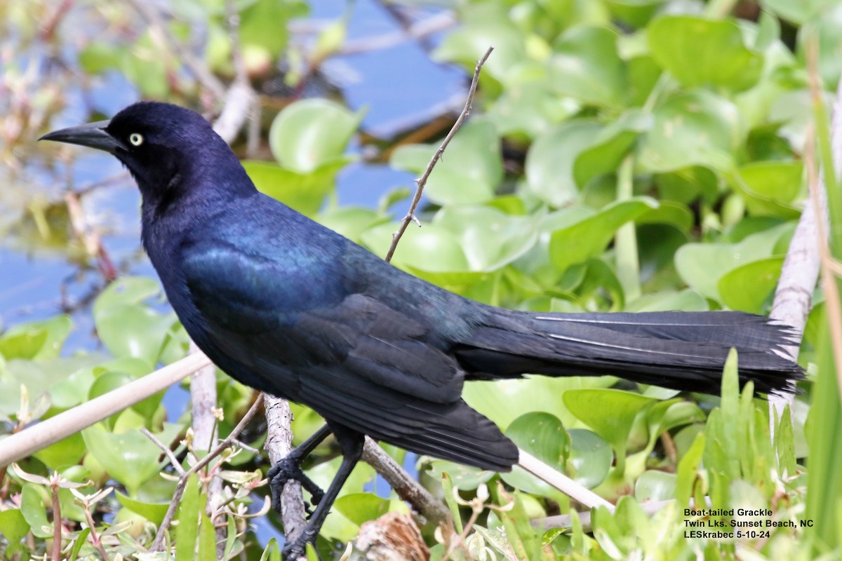 Boat-tailed Grackle - ML619187669