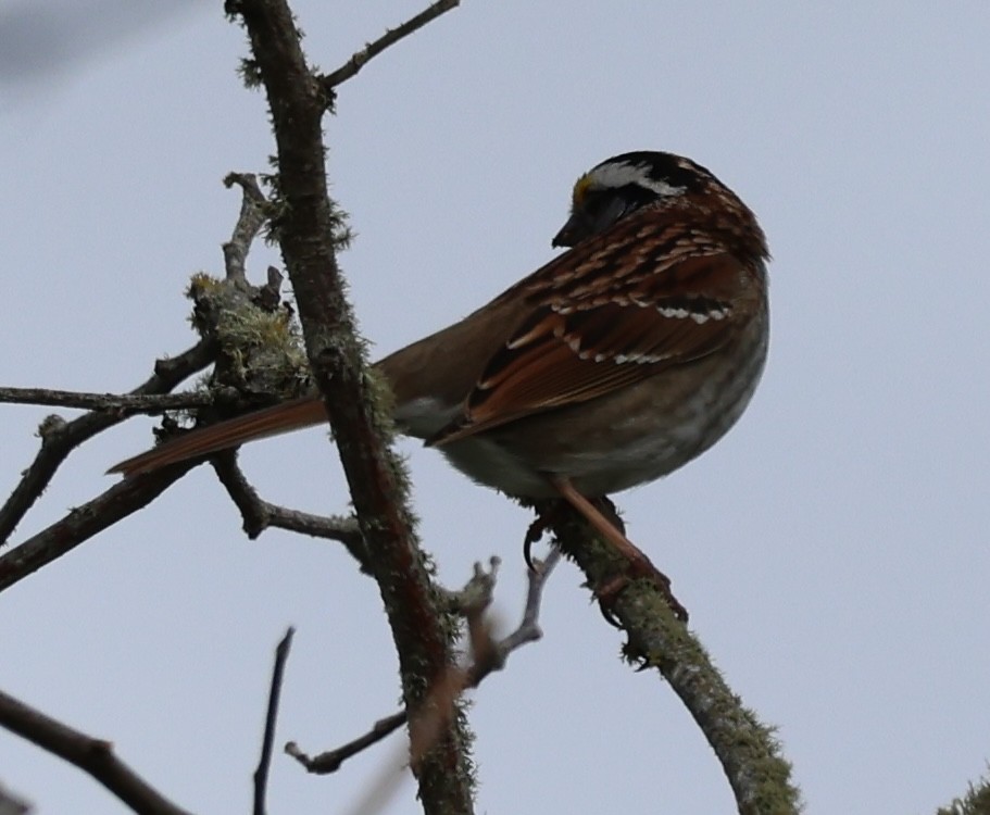 White-throated Sparrow - ML619187697