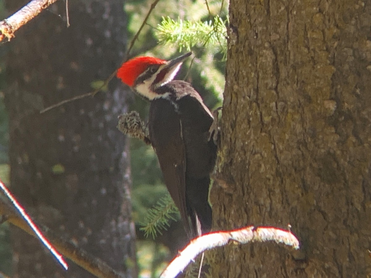 Pileated Woodpecker - ML619187766