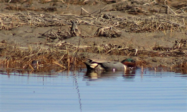 Green-winged Teal - ML619187785