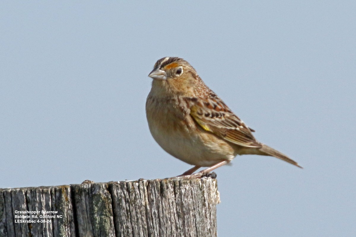 Grasshopper Sparrow - ML619187801