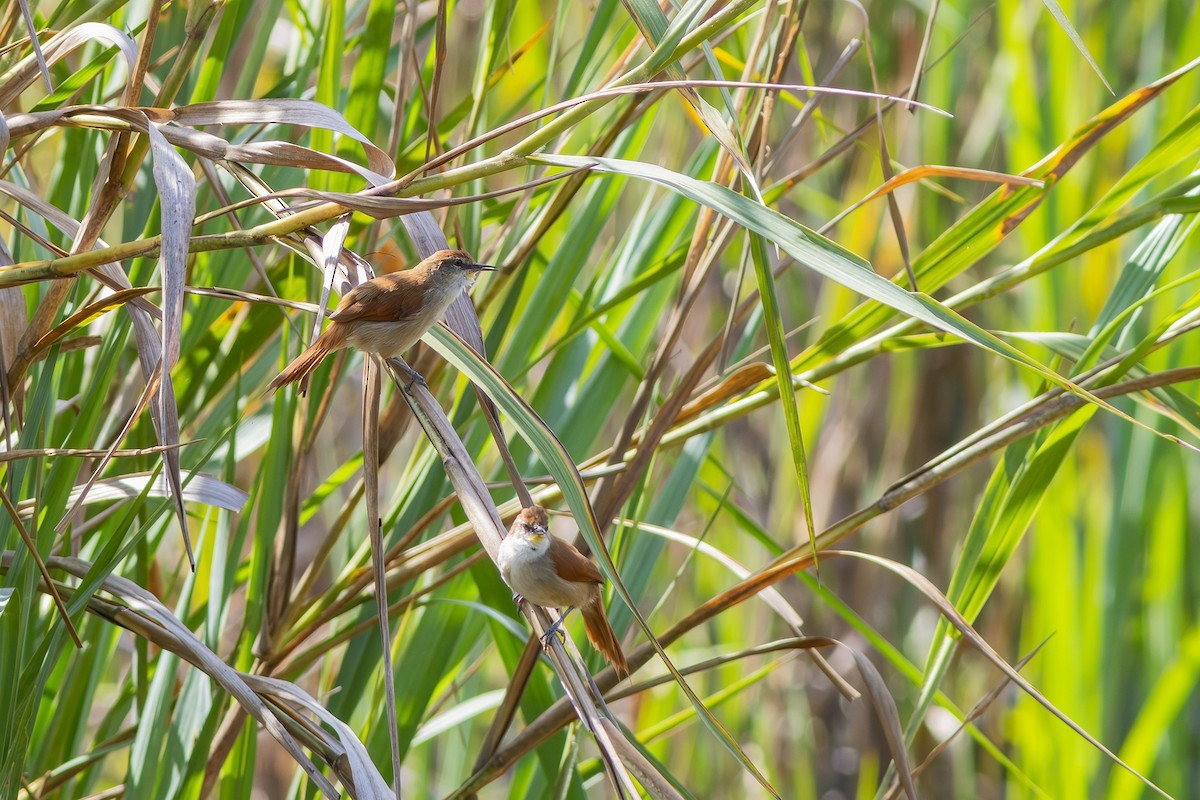 Yellow-chinned Spinetail - ML619187809