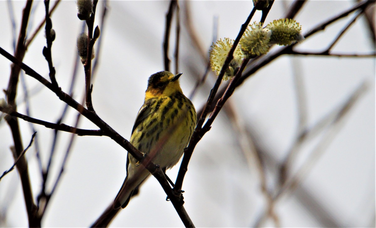 Cape May Warbler - ML619187816