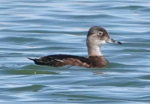 Ring-necked Duck - ML619187831