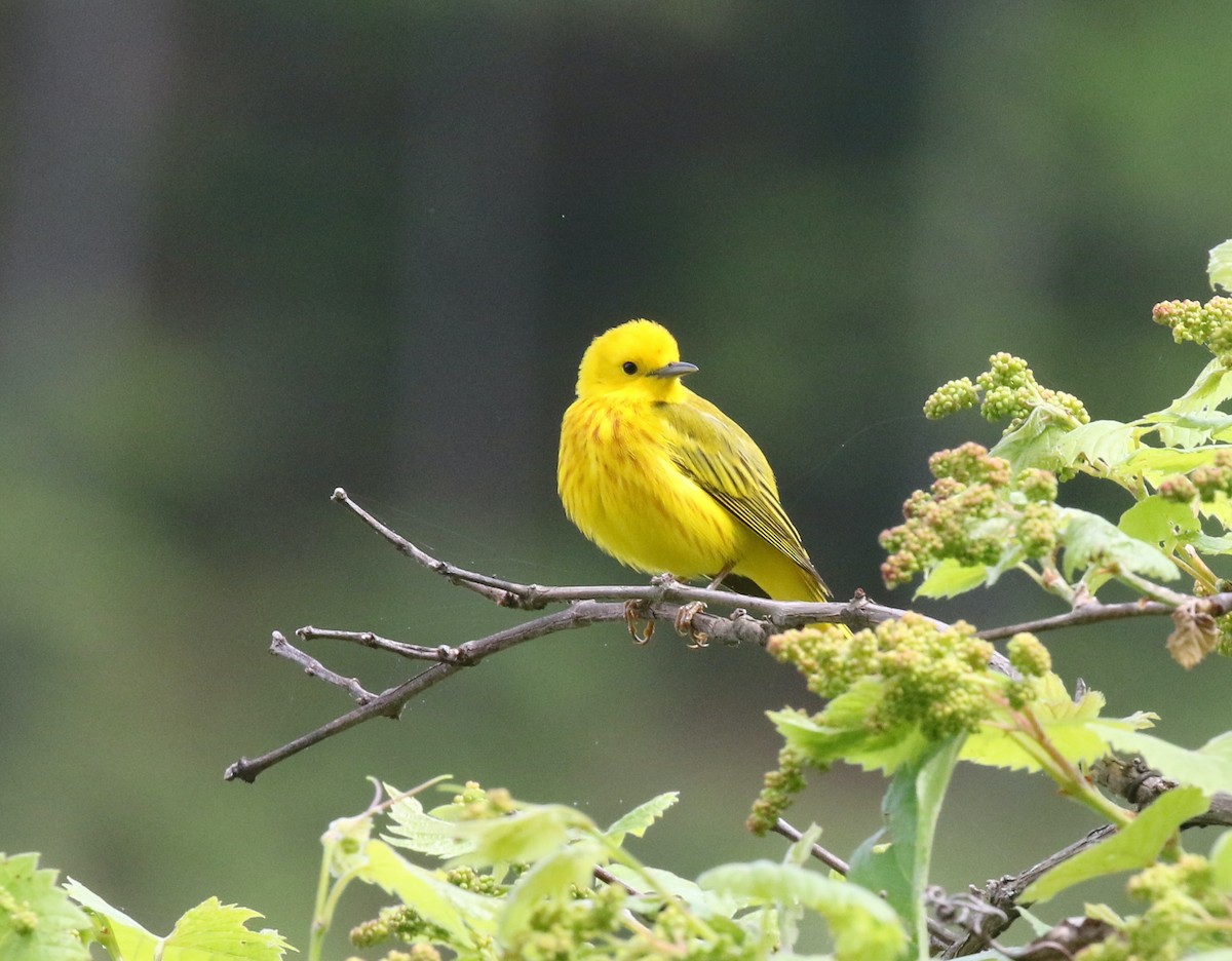 Yellow Warbler (Northern) - ML619187871