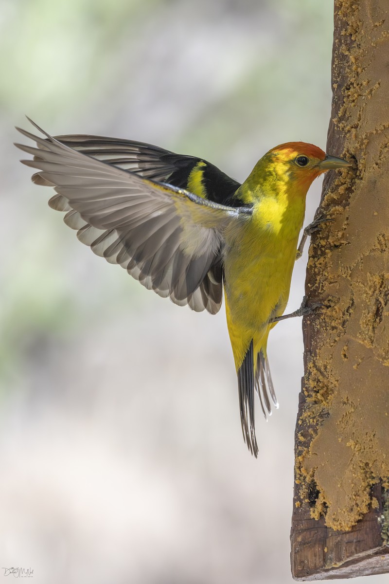 Western Tanager - ML619187887