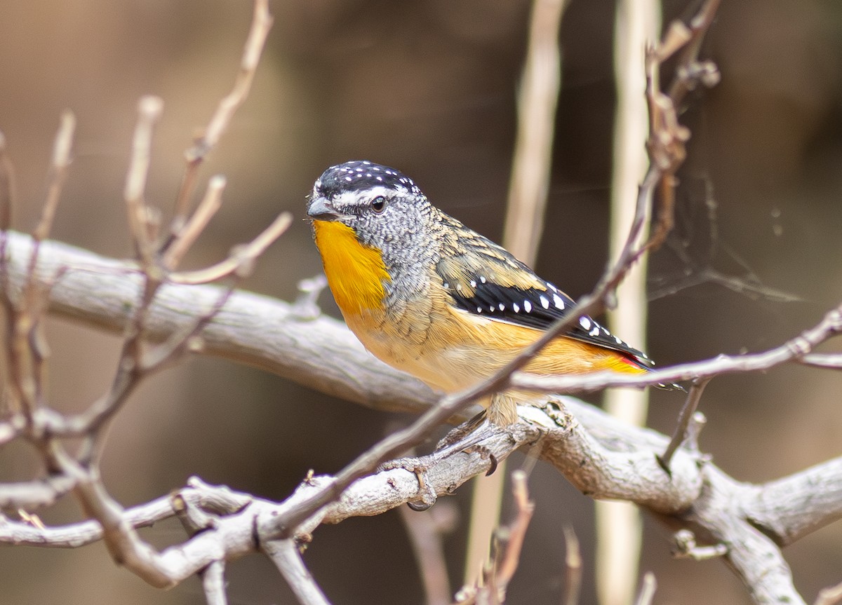 Spotted Pardalote - ML619187891