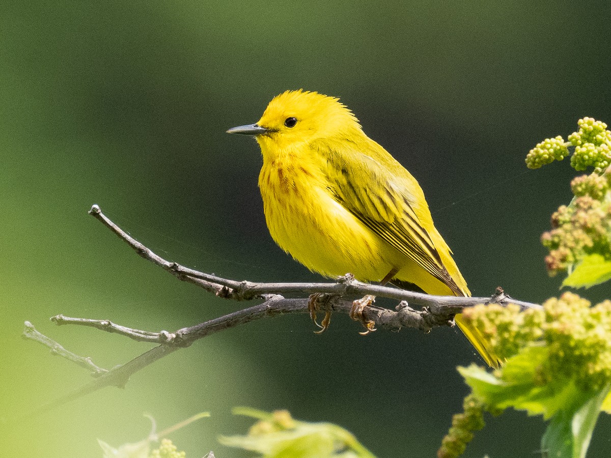 Yellow Warbler (Northern) - ML619187913
