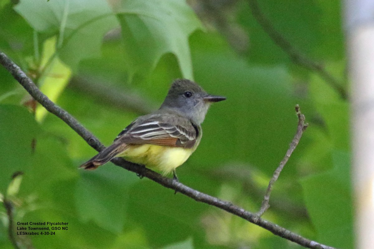 Great Crested Flycatcher - ML619187929