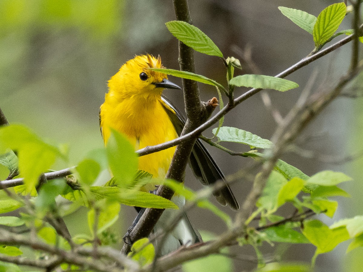 Prothonotary Warbler - ML619187944