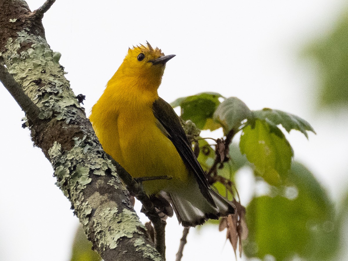 Prothonotary Warbler - ML619187945
