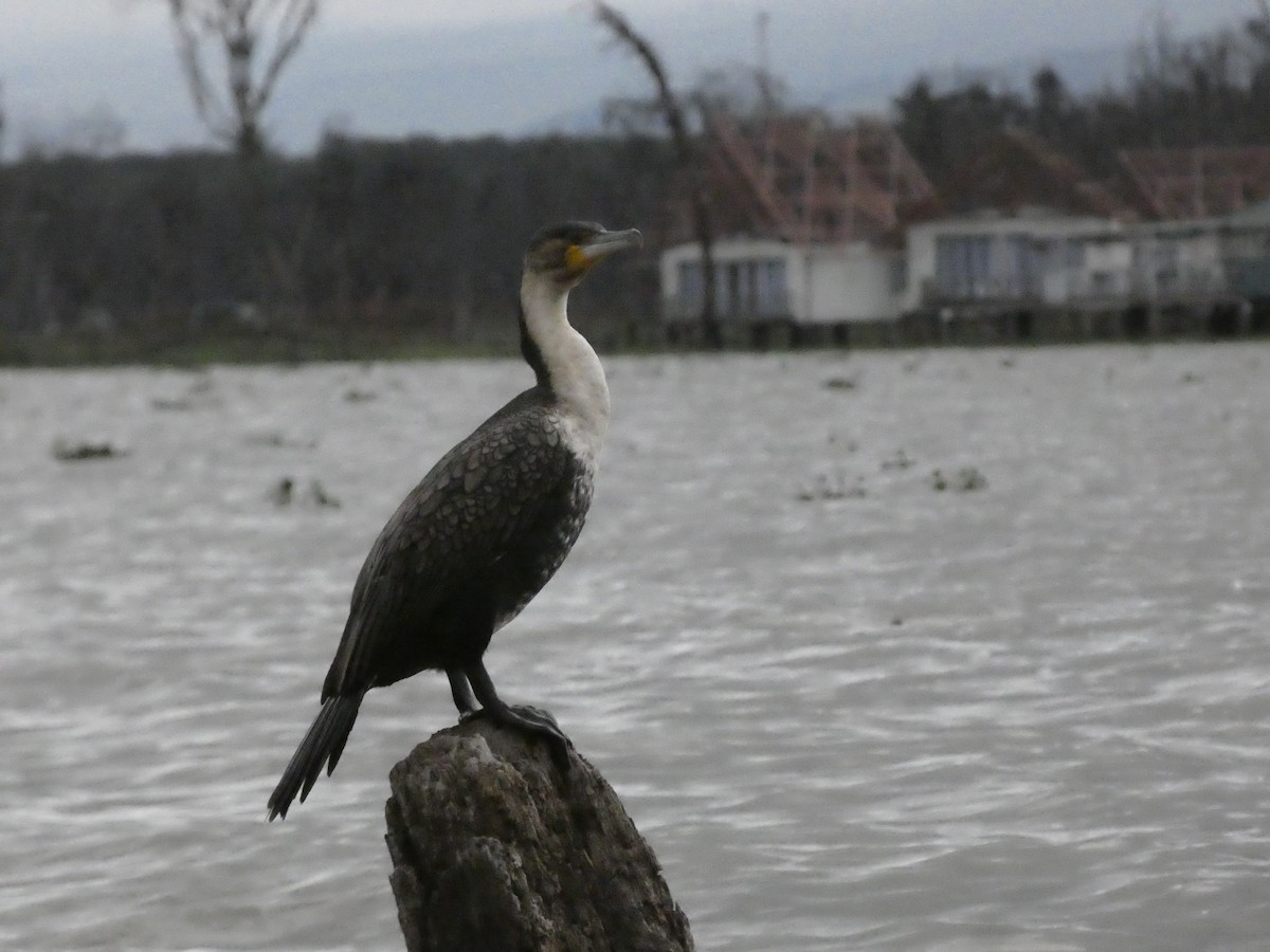 Great Cormorant (White-breasted) - ML619187946