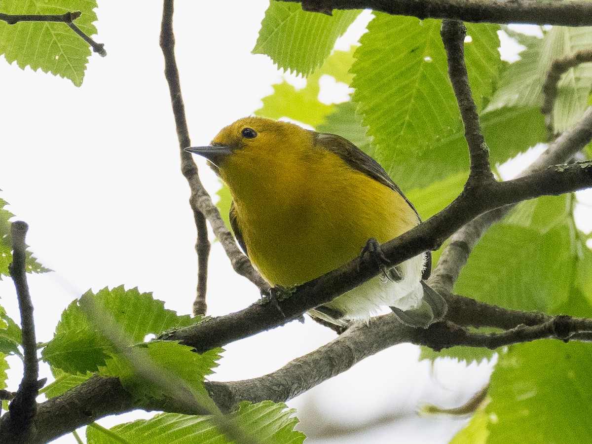 Prothonotary Warbler - ML619187948
