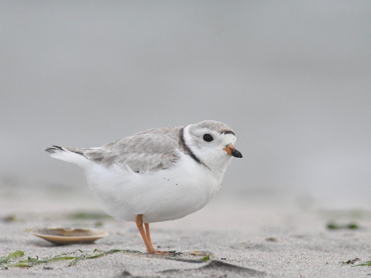 Piping Plover - ML619187981