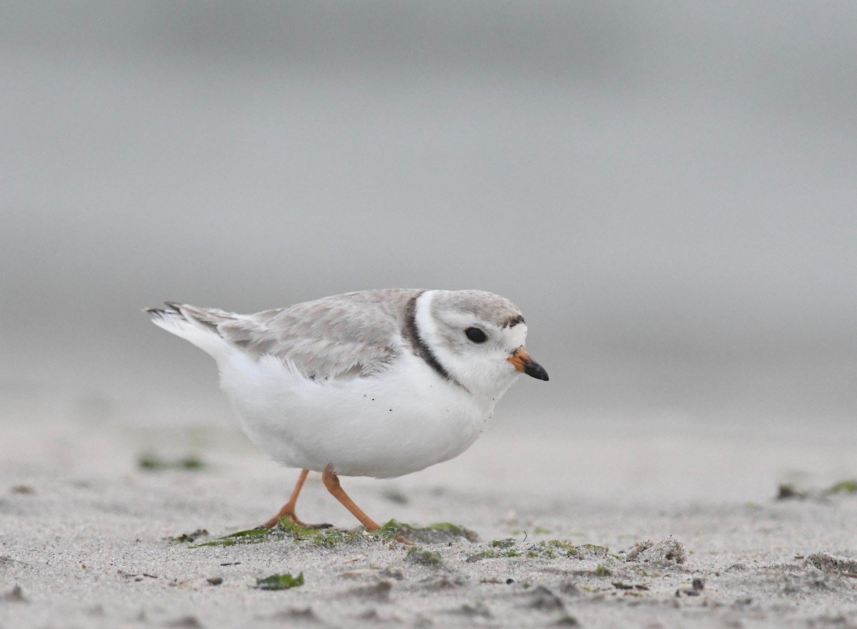 Piping Plover - ML619187983