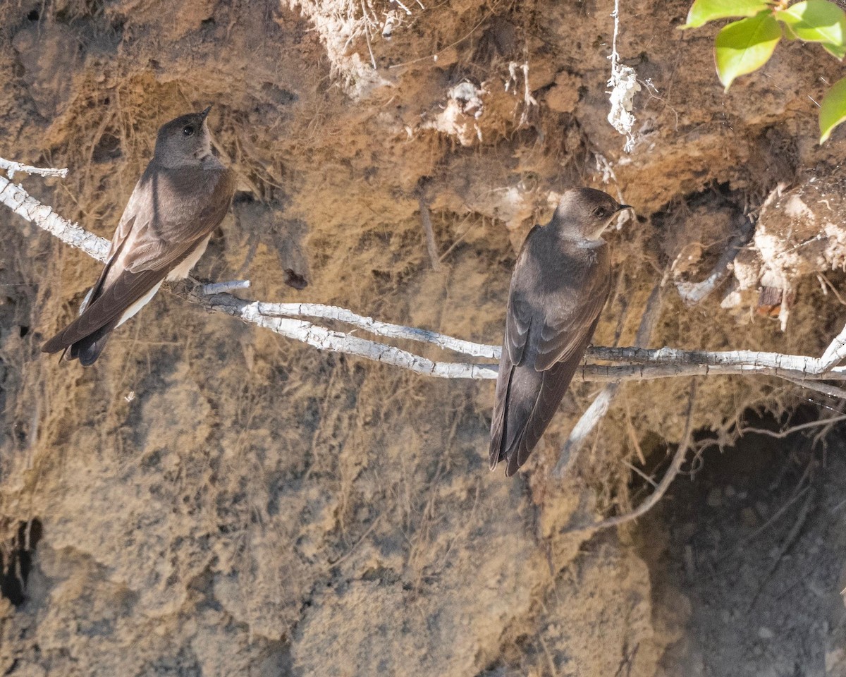 Northern Rough-winged Swallow - ML619187984