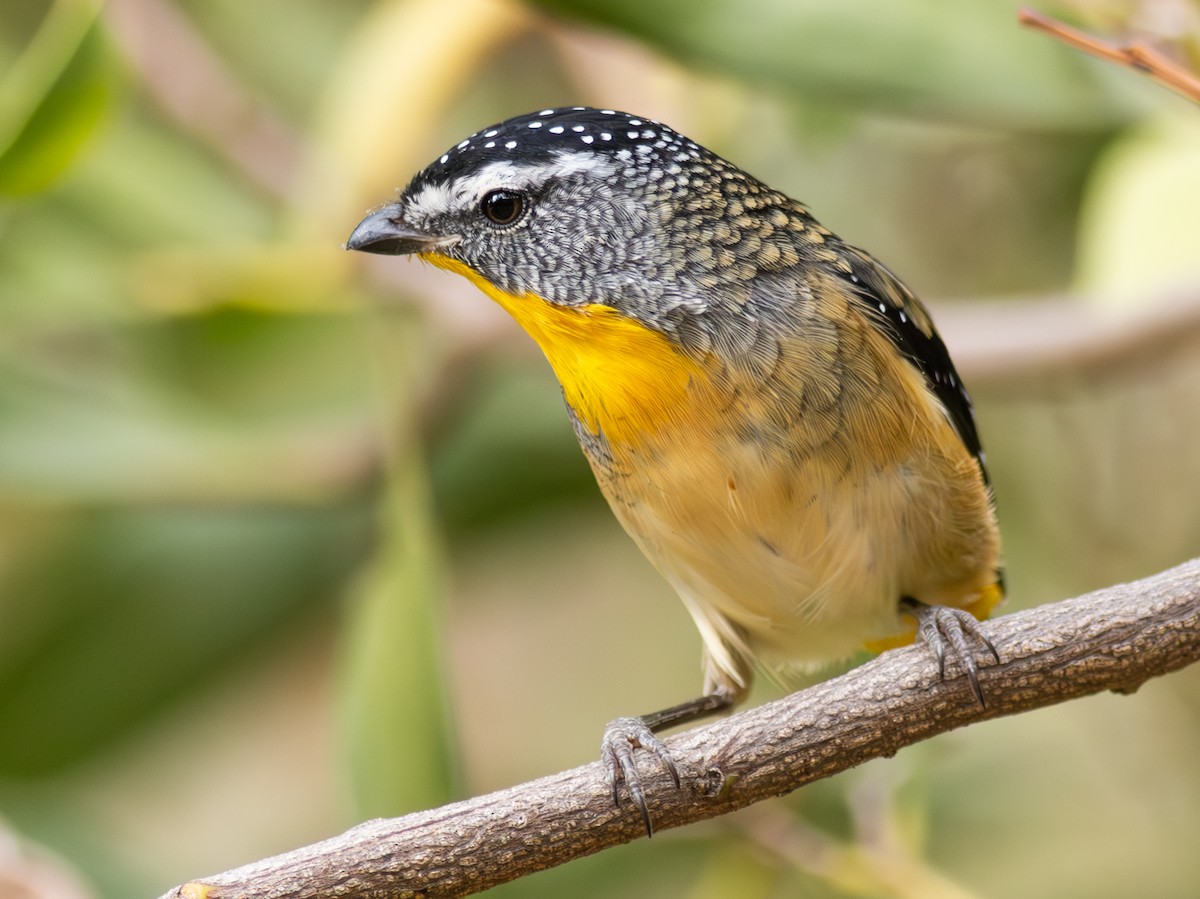 Spotted Pardalote - ML619188001